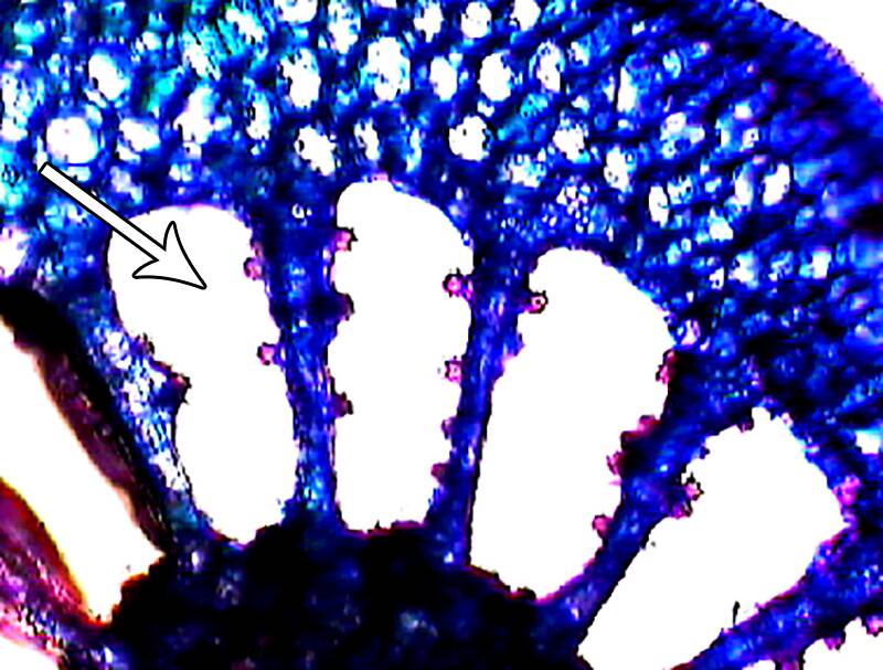 Close up showing the aerenchyma of the Myriophyllum (Parrot feather).