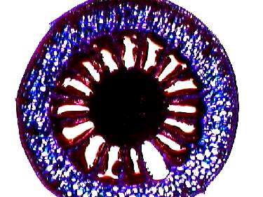 Stem cross-section in Myriophyllum (Parrot feather).