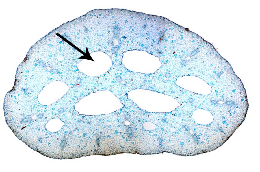 Cross-section of a plant stem showing aerenchyma.