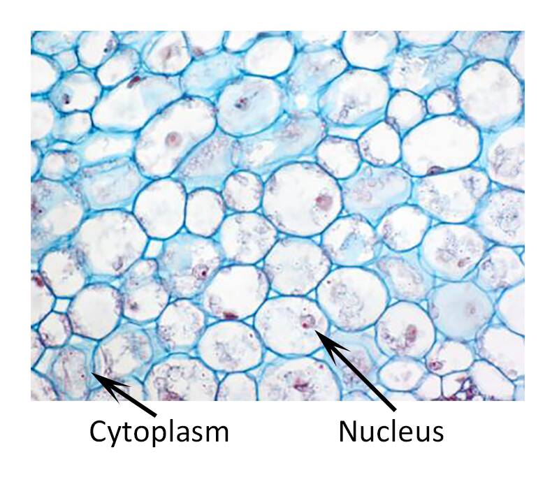 parenchyma cells in plants