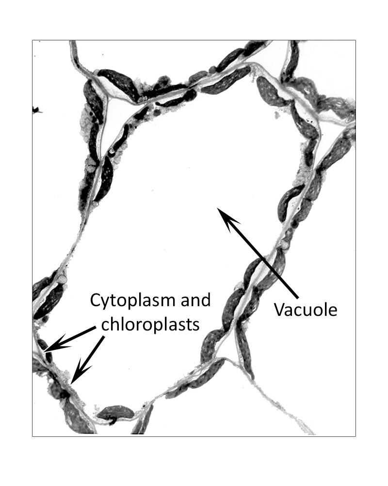 Photo of a cell pointing out the large central vacuole, with cytoplasm and chloroplasts along the edges.