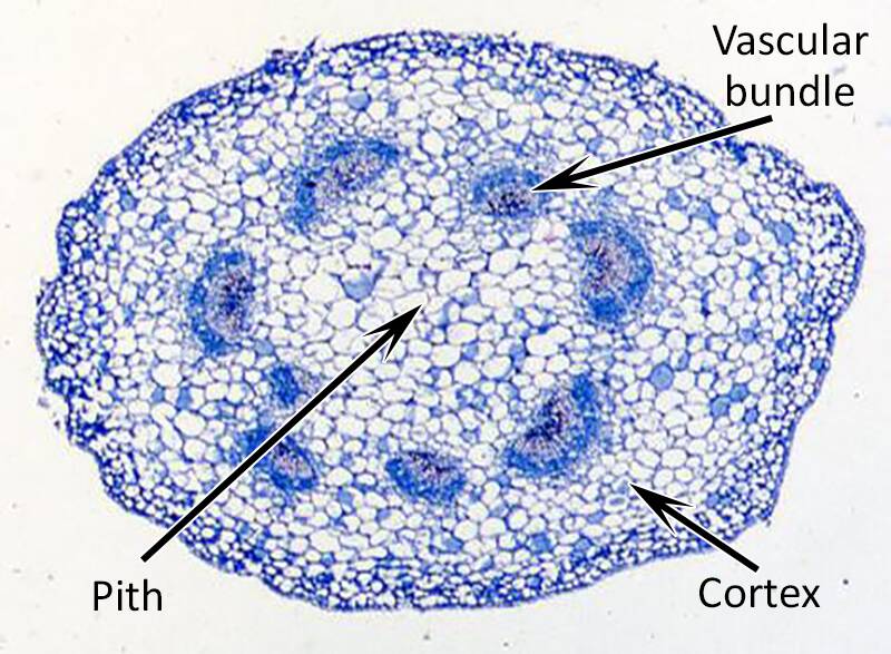 parenchyma cells in plants