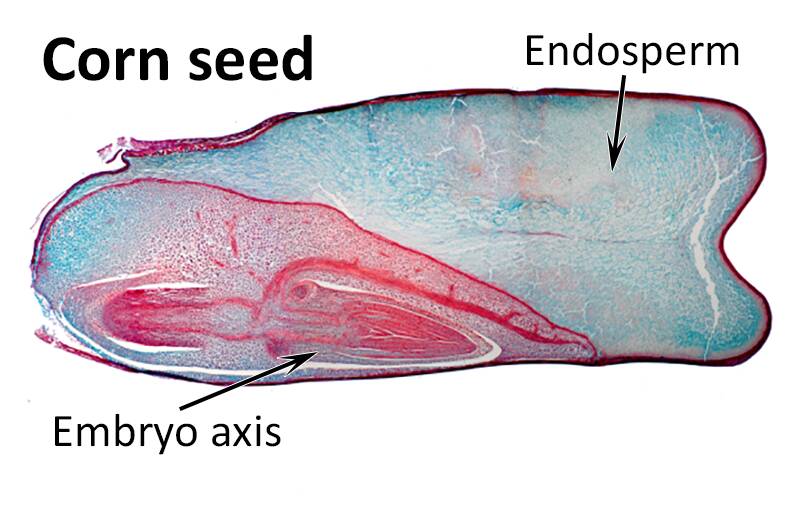 Cross-section of a corn seed with the endosperm and embryo axis pointed out.