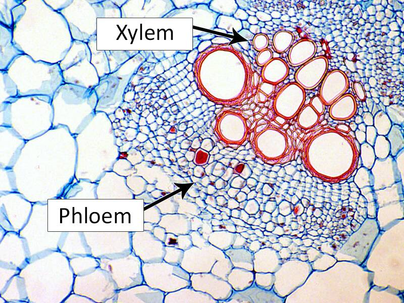 Photo of plant cells with the xylem and phloem pointed out.