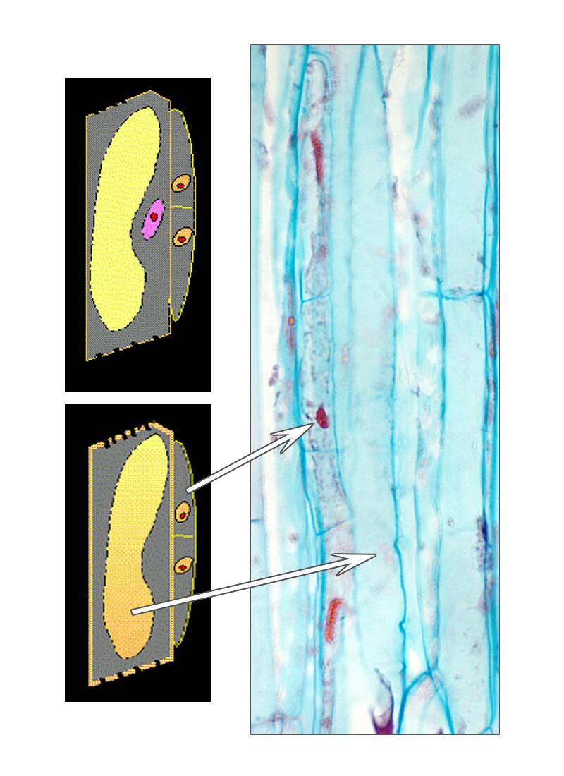 Two illustrations in conjunction with a photo of plant cells to illustrate companion cell division and the development of the sieve tube member