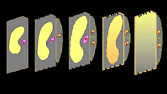 An illustraton showing the five stages of phloem element formation.