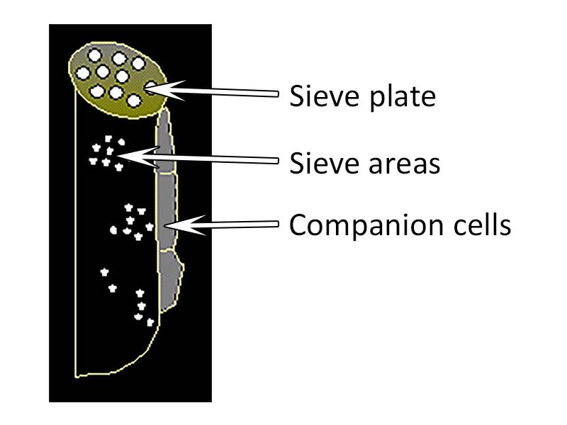 Illustration of a sieve tube member, with the sieve plate, sieve areas, and companion cells pointed out.