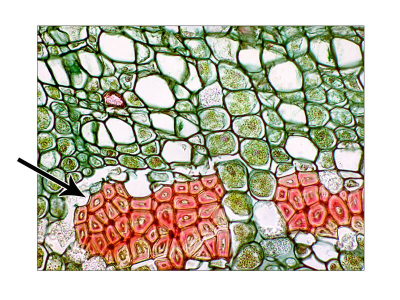 Photo of plant cells with phloem fibers pointed out.