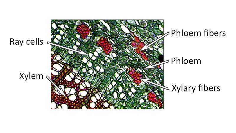 Photo of plant cells with ray cells, xylem, phloem fibers, plhoem, and xylary fibers pointed out.
