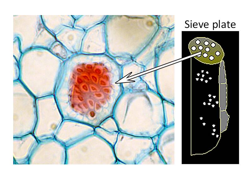 Illustration of a sieve tube member with the sieve plate pointed out in both the illustration as well as an accompanying photo of plant cells.