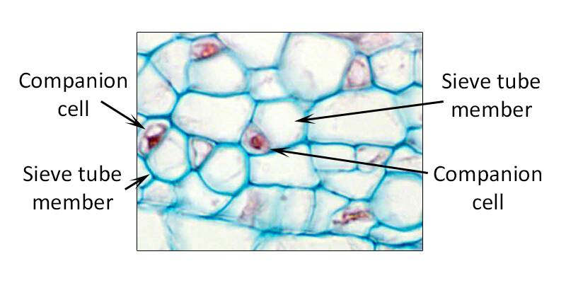 Photo of plant cells pointing out sieve tube members and their companion cells.