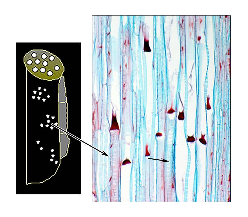 An illustration of a sieve tube member with an arrow pointing out where the sieve areas are on a photo of plant cells.