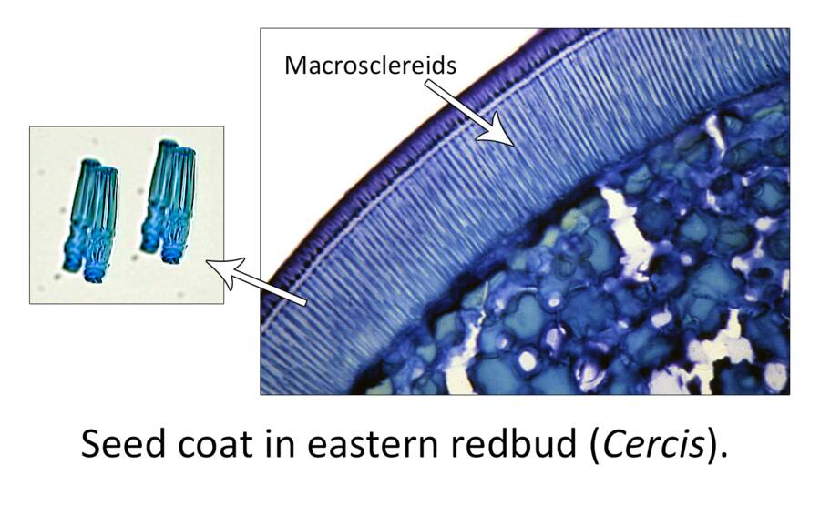 Photo showing the seed coat of an eastern redbud (Cercis) pointing out the macrosclereids in the shell, with a sepparate photo showing the isolated macrosclereid.