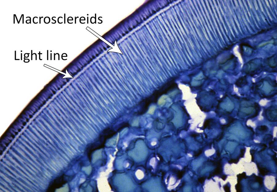 Photo of a seed showing the light line in relation to the macrosclereids of a seed.