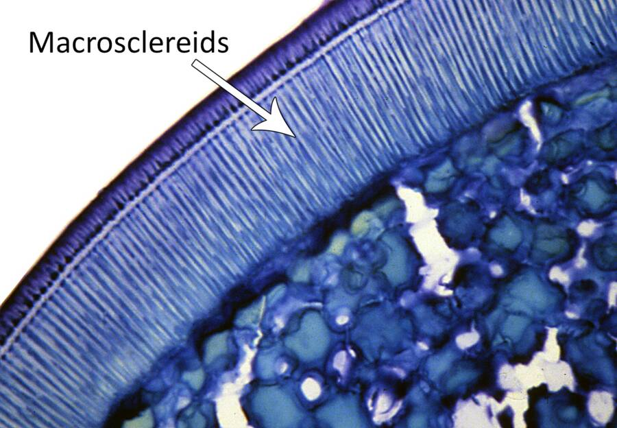 Cross section photo of seed cellular material pointing out the macrosclereids in the seed coat of an eastern redbud (Cercis).