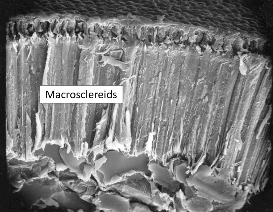 Electron micrograph of the seed coat in honeylocust (Gleditsia).