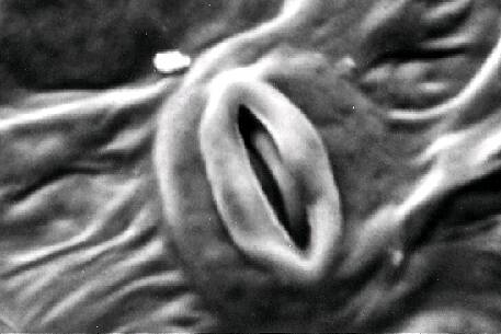 Close up electron micrograph of surface view of a stomate.