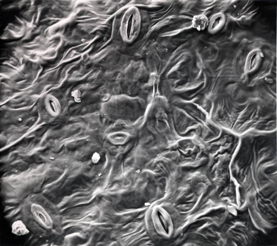 Electron micrograph of surface view of stomates.