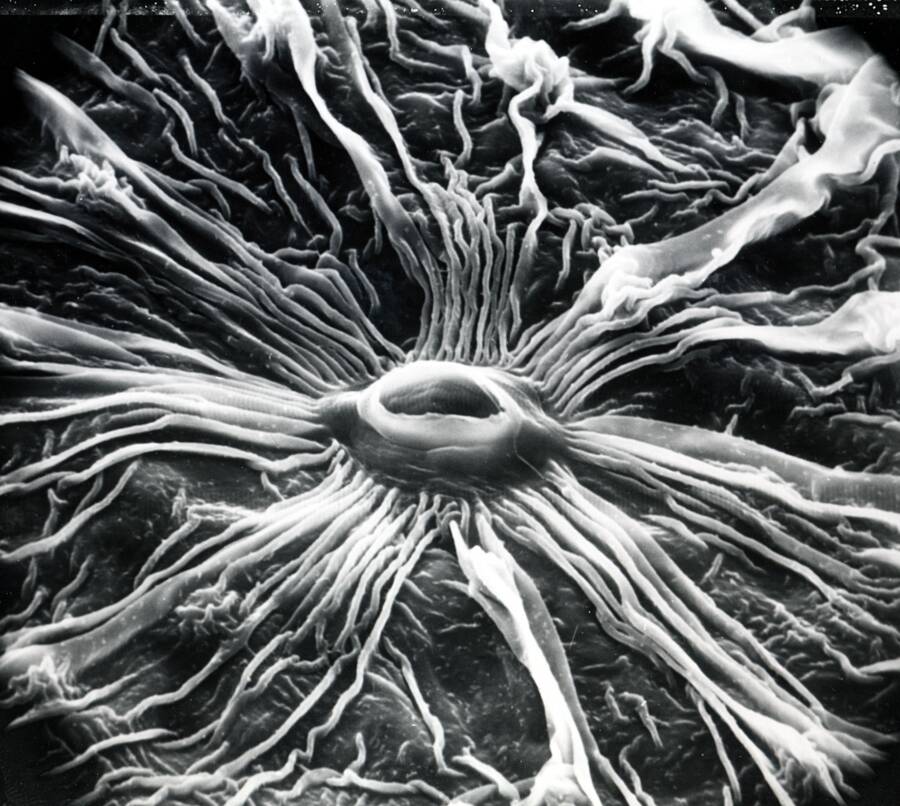 Electron micrograph surfave view of dogwood stomate with wax strands extending out from it.
