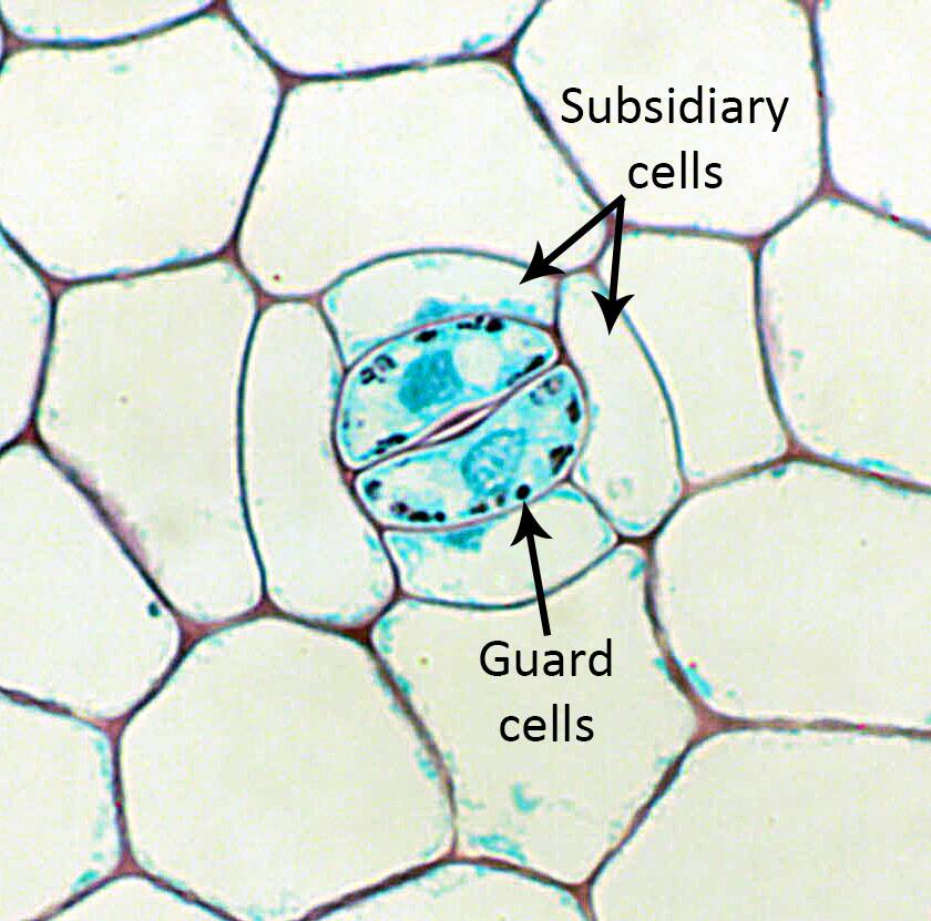 Photo of a stomatal complex with guard and subsidiary cells pointed out.