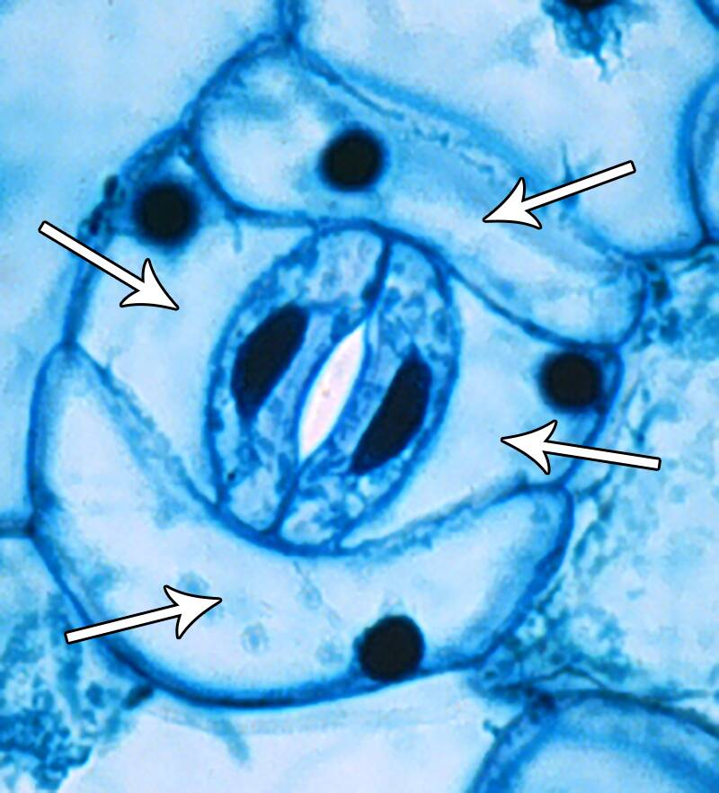 Photo of a stomatal complex pointing out the subsidiary cells.