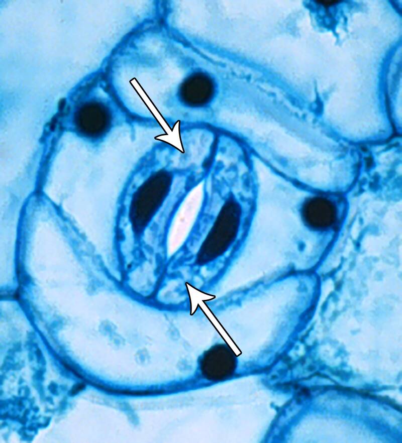 Photo of a stomatal complex pointing out the guard cells.