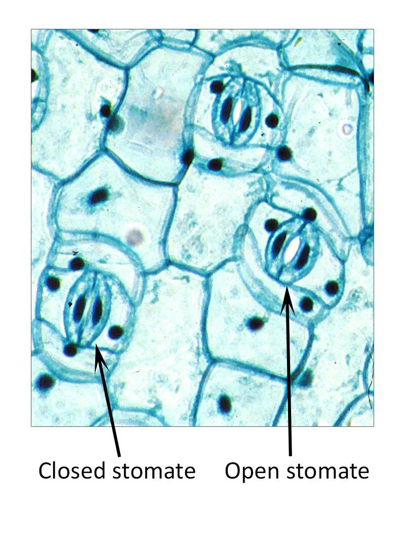 Photo of stomal complexes with open and closed stomates pointed out.