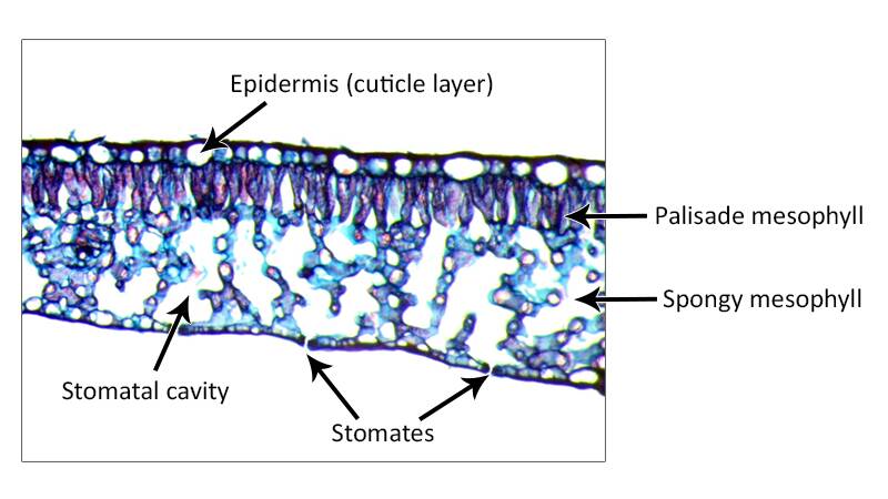 Photo showing a side view of plant material, with epidermis (cuticle layer), stomatal cavity, stomates, palisade mesophyll, and spongy mesophyll identifed.