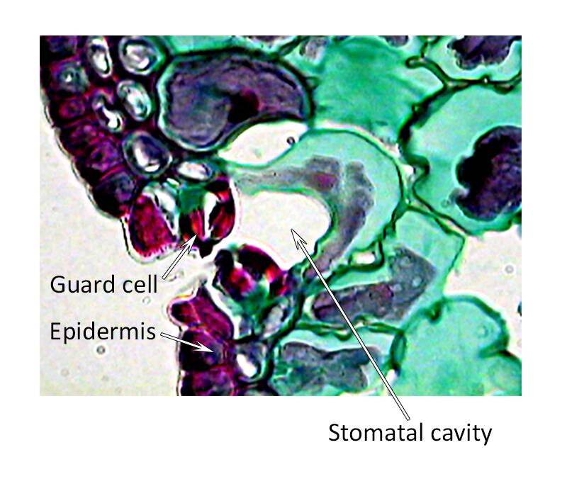 Photo of pine plant cells showing stomal cavity, guard cell, and epidermis.