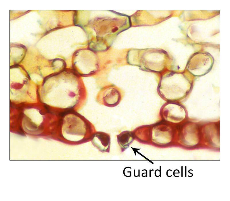 A photomicrograph of guard cells.