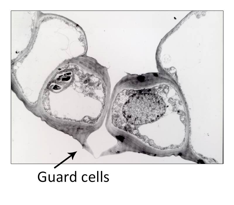 An electron micrograph of guard cells.