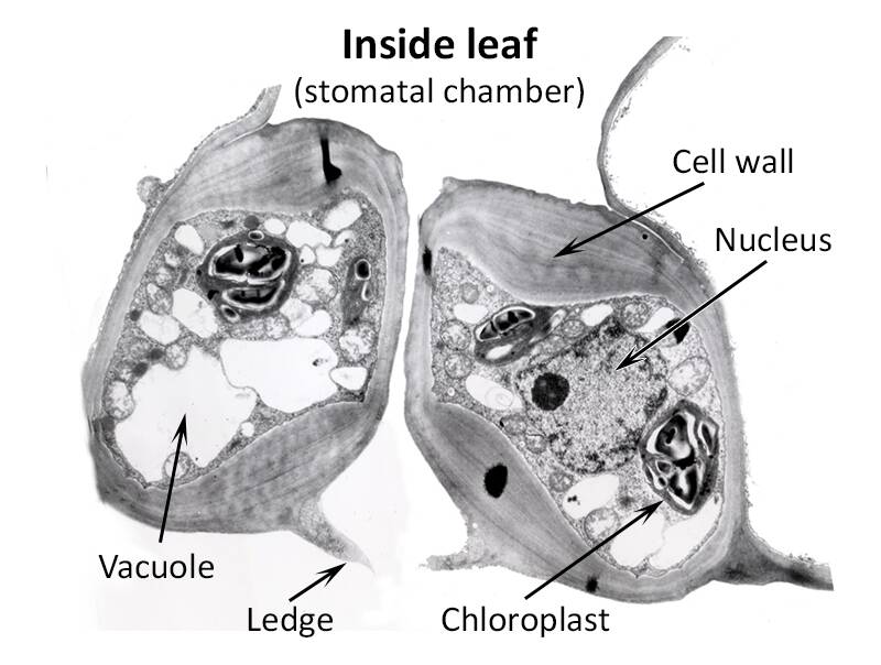 Electron micrograph of guard cells with cell wall, nucleus, chloroplast, vacuole, and ledge pointed out.