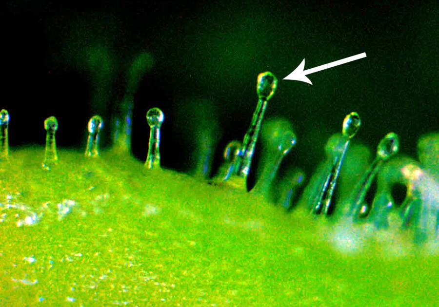 Photo of a trichome.