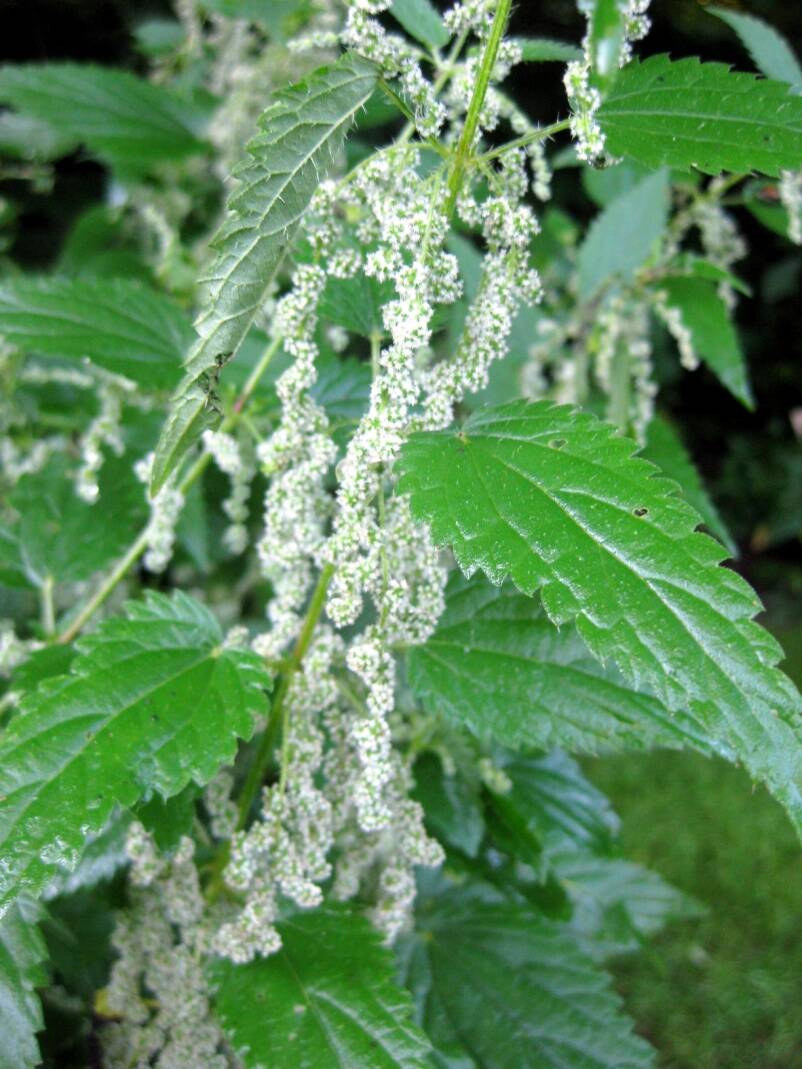 Photo of stinging nettles (Urtica dioica) plant.