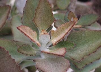 Photo of the fuzzy leaves of the Kalanchoe plant.