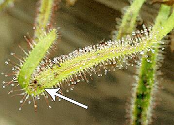 Photo of a sundew (Drosera) plant wrapping around an insect.
