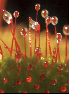 Close up photo of the trichomes of a sundew (Drosera) plant.