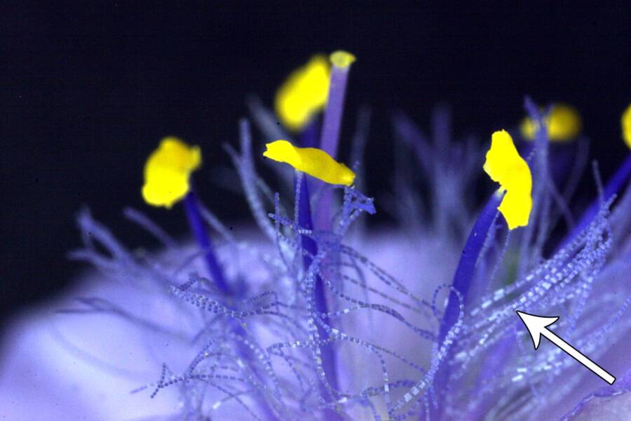 Close up photo of a Tradescantia flower pointing out its stamen hairs.