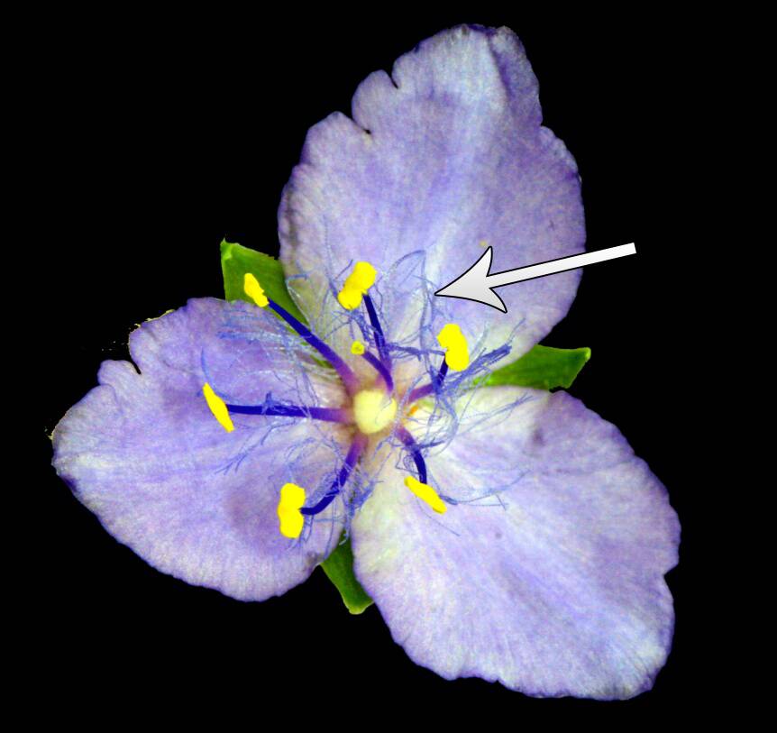 Close up photo of a Tradescantia flower pointing out its stamen hairs.