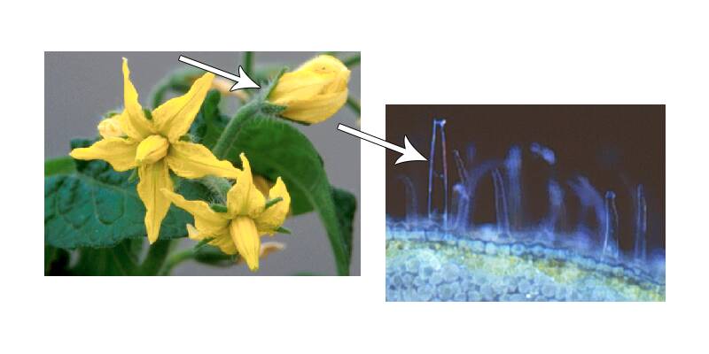 Two photos, the first pointing out the tiny hairs (trichomes) on the back of tomato flowers, the second showing these trichomes enlarged.