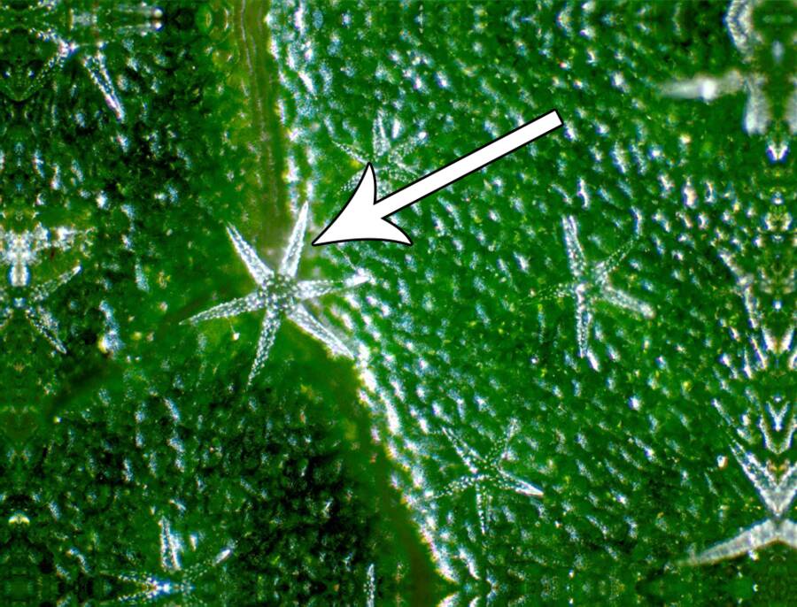 Light microscope images showing different trichomes within