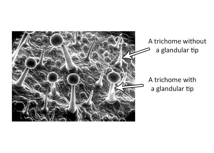 An electron microscope image showing trichomes with and without glandular tips.