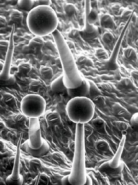 An electron microscope image of trichomes.