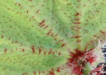 Close up photo showing patterns formed by trichomes on a begonia leaf.
