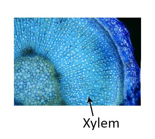 Photo of plant tissue cross section showing xylem.