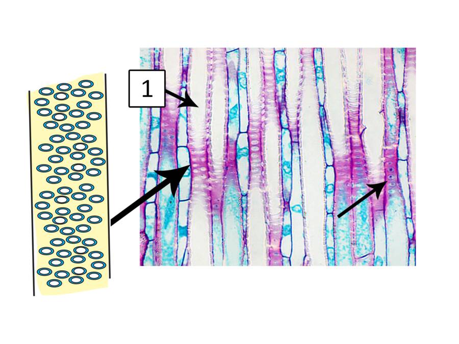 Image showing how sidewall pits form connections between xylem elements.