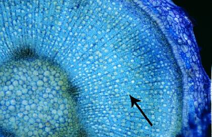Photo of plant material showing secondary xylem.
