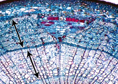 Photo showing annual rings of xylem growth in a plant cross section.