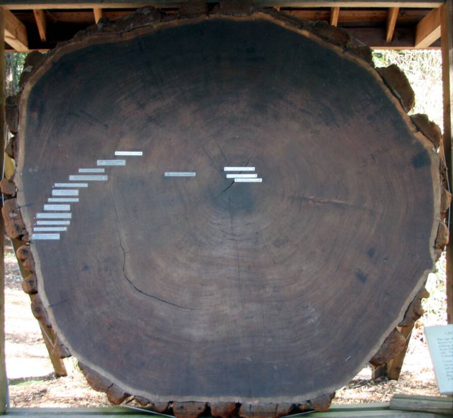 Photo showing the cross section of a large tree trunk with centuries of annual ring formation.