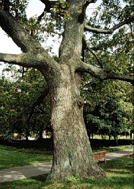 Photo of a tree trunk.